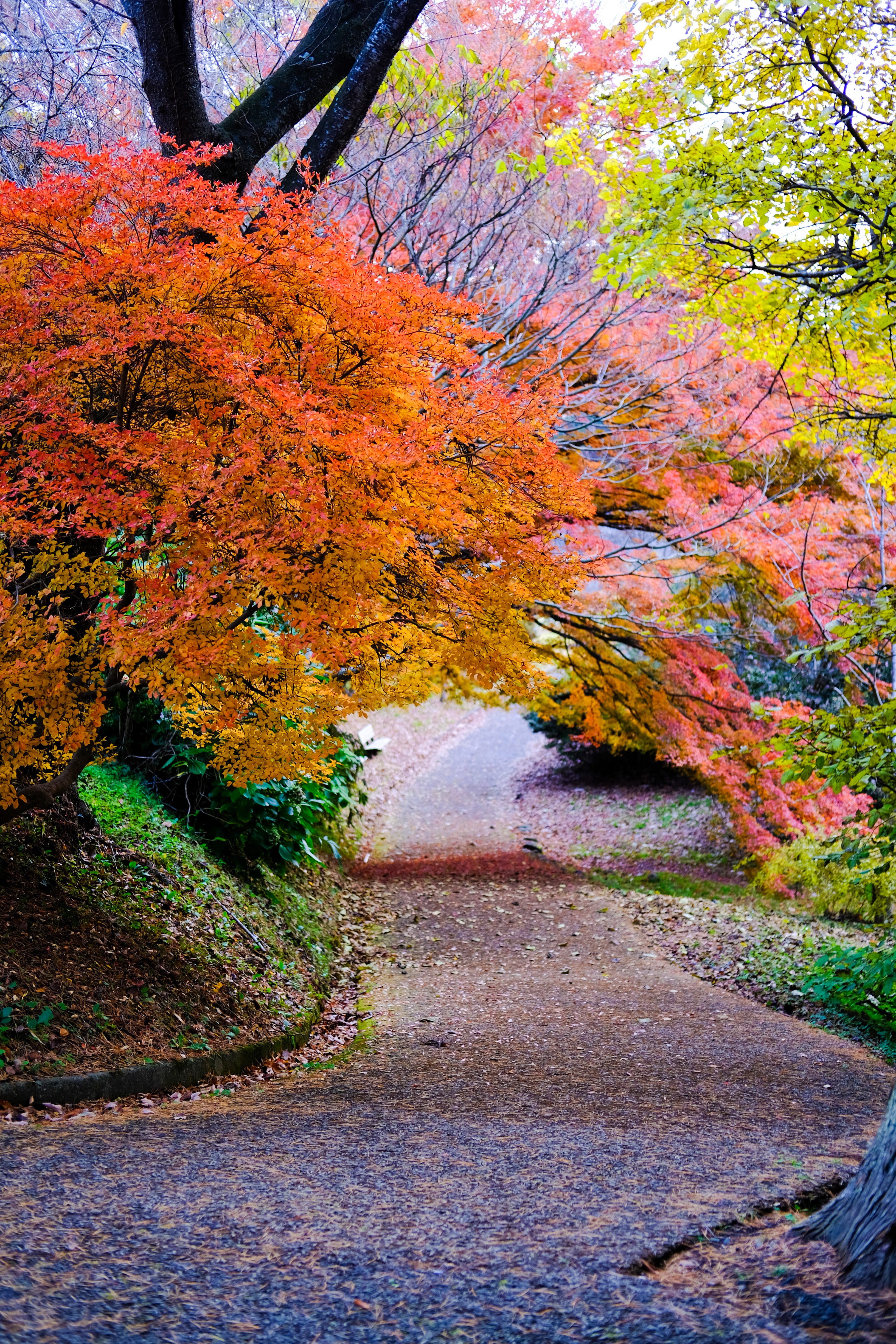 matsushima 福浦島 654